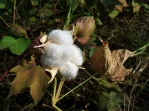 Photo of cotton