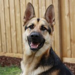 a picture of a German shepherd dog